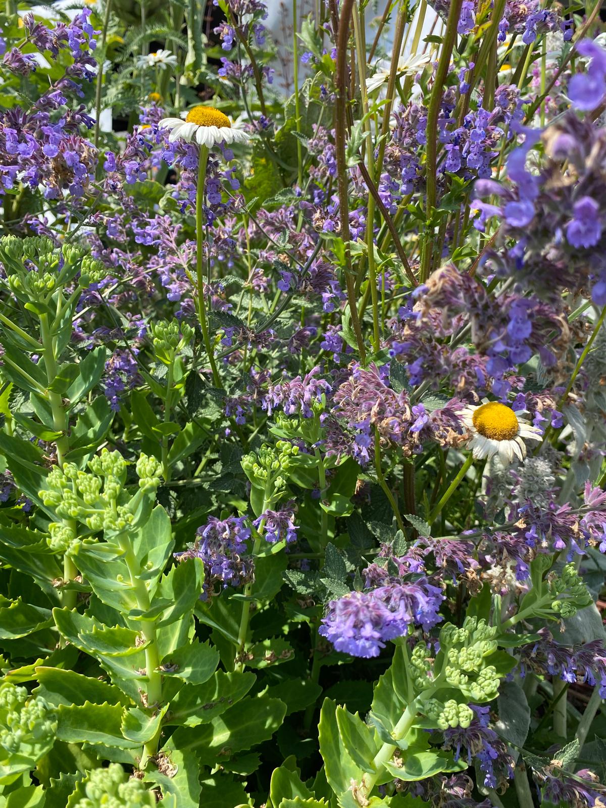 Skerries Mills Community Garden - Summer Blooms