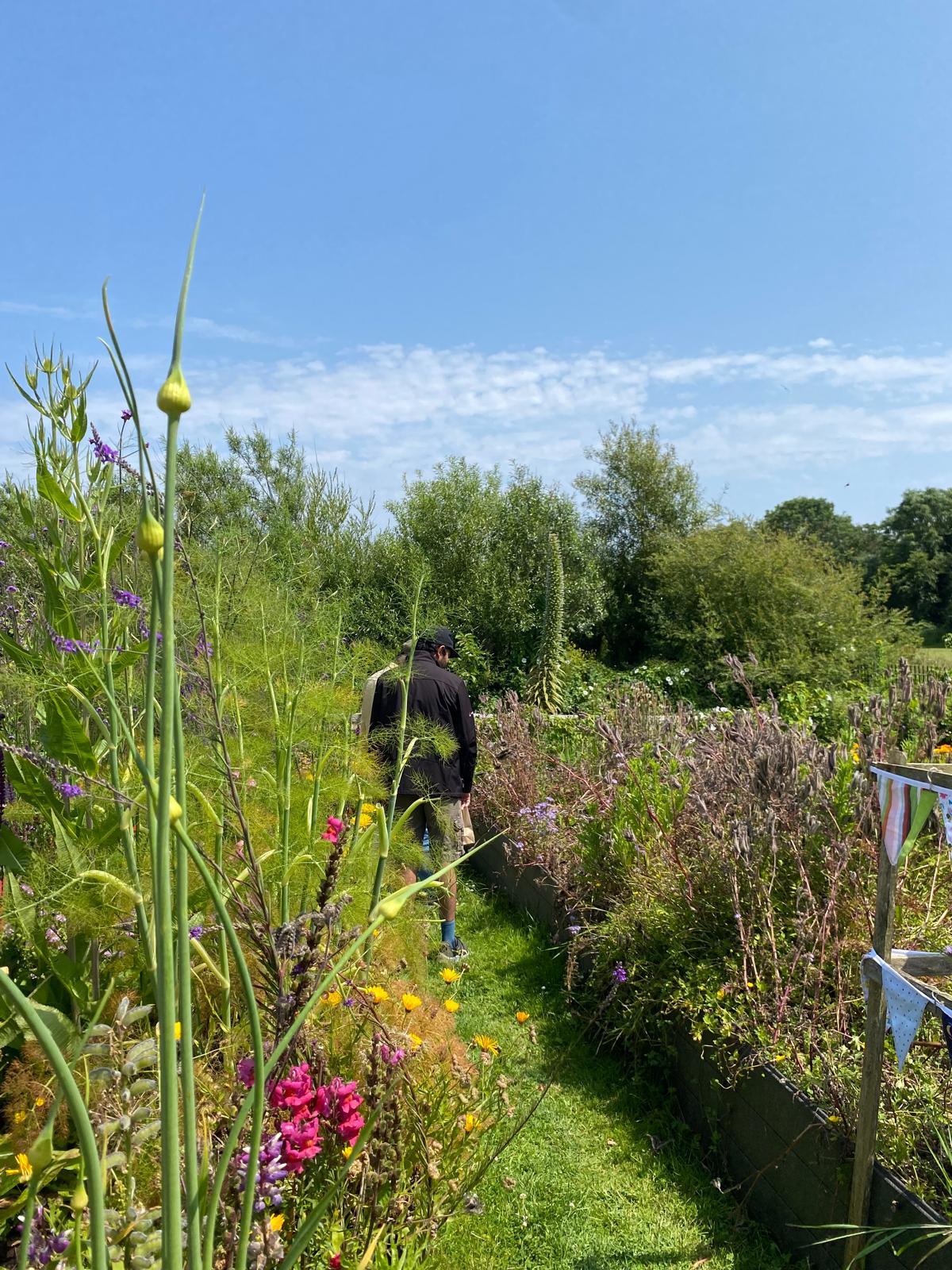 Skerries Mills Community Garden - Garden Views