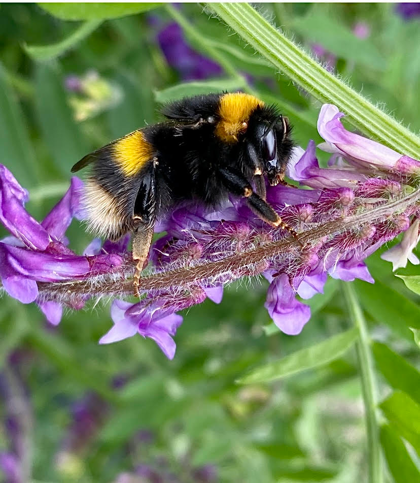 Biodiversity at the Heart of the Garden